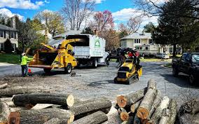 How Our Tree Care Process Works  in  Val Verde Park, TX