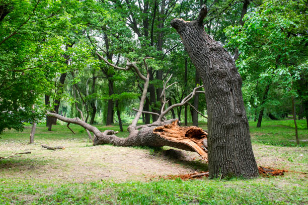 Seasonal Cleanup (Spring/Fall) in Val Verde Park, TX