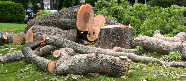 Best Tree Trimming and Pruning  in Val Verde Park, TX