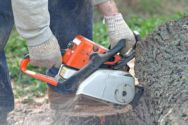 Best Tree Health Inspection  in Val Verde Park, TX