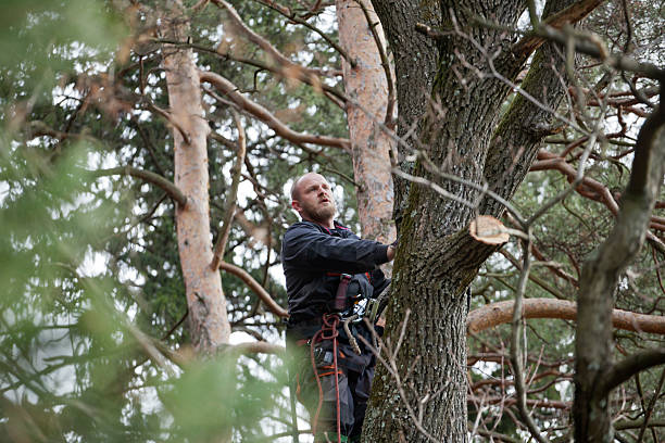 Trusted Val Verde Park, TX Tree Care Experts