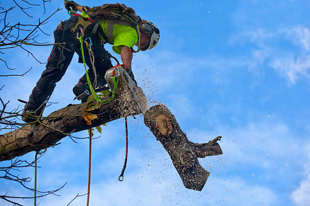 Best Commercial Tree Services  in Val Verde Park, TX