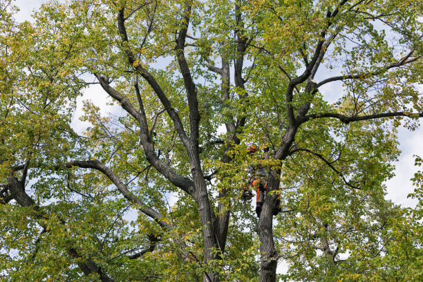 Best Fruit Tree Pruning  in Val Verde Park, TX